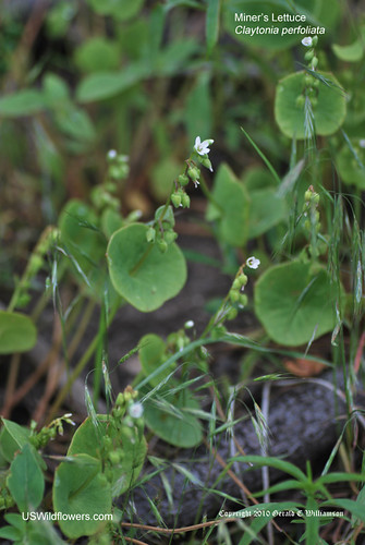 Miner’s Lettuce, Indian Lettuce, Winter Purslane - Claytonia perfoliata