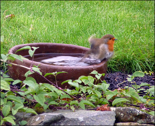 Robin emerging from a bath