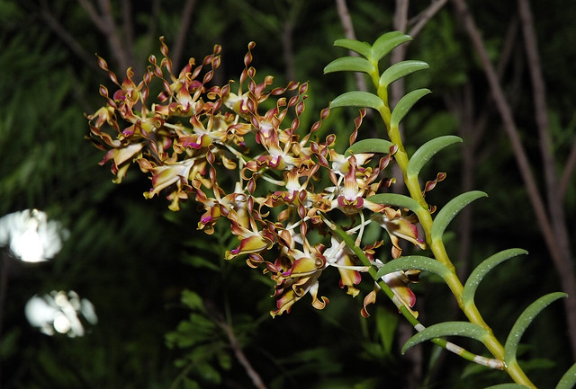 Dendrobium lasianthera