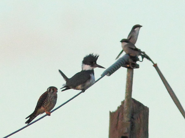 Kestrel kingfisher and shrikes 20111127