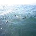 Shark dive in Gantsbaai, South Africa - IMG_2913.JPG