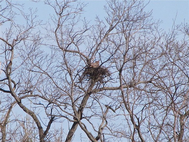 Great Horned Owl Nest at Evergreen Lake 04