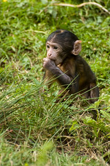 010711 Trentham Monkey Forest