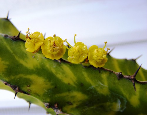 Euphorbia flowers by A.Banu