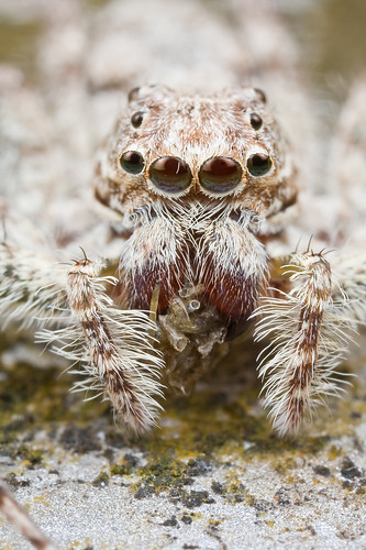 Jumping spider, Phaeacius sp.  IMG_6866 copy