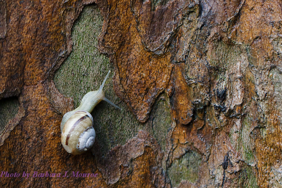 Snails (4 of 6)