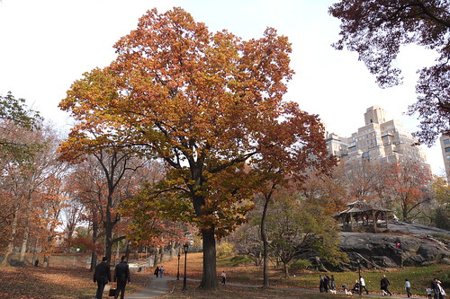 Central Park in Fall