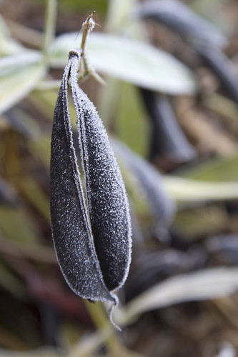 frosted seed pod