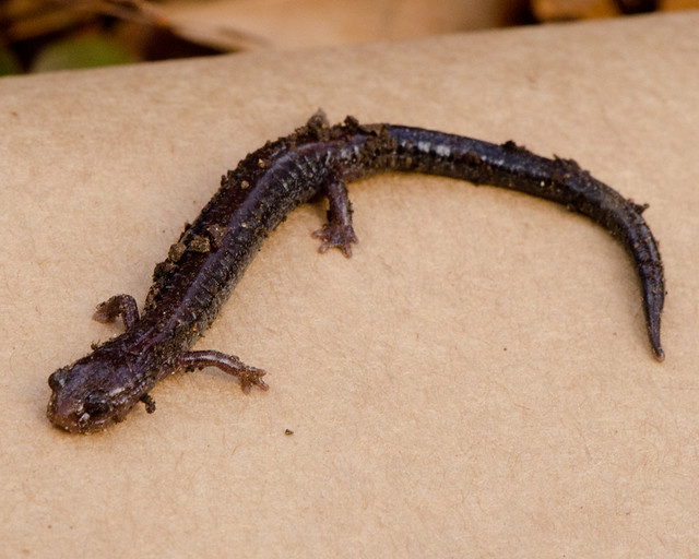 salamander_1