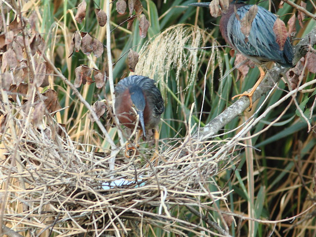 Green Heron pair exchanging incubation duty 3-20120325