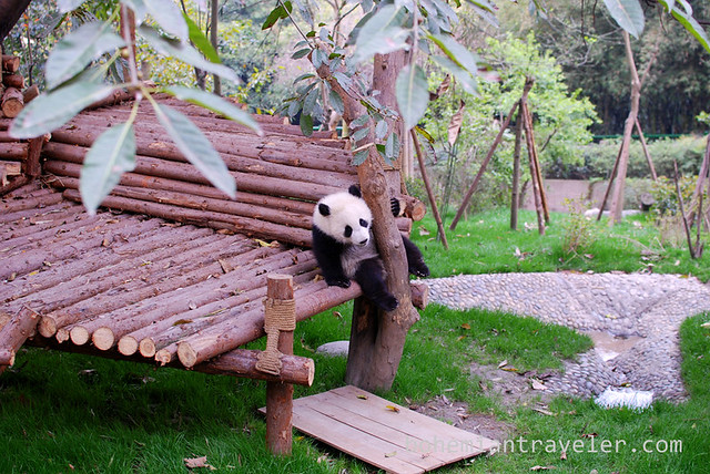 Pandas in Chengdu China 5