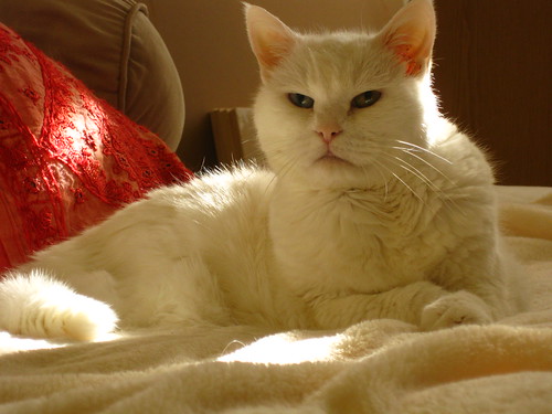 Cat in Sunbeam