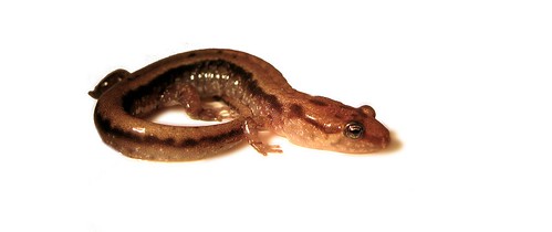 Allegheny Mountain dusky salamander (Desmognathus ochrophaeus)
