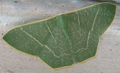 Geometrid moth (Pelagodes sp.) (x2)