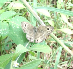 Common Five Ring butterfly 