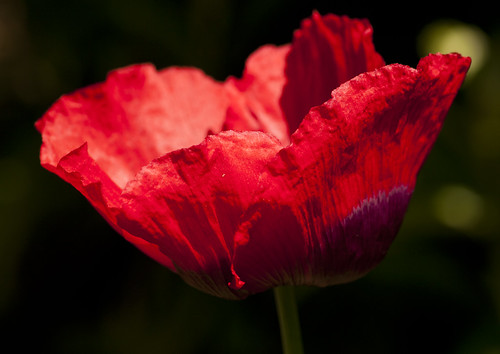 Red Poppy - Copyright R.Weal 2011