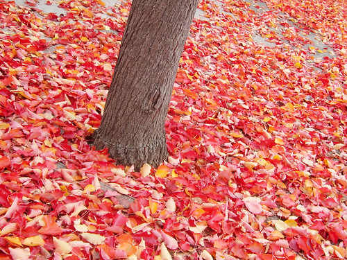 Fallen Red Leaves and a Tree Trunk