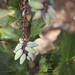 Mahonia bealei- leatherleaf mahonia