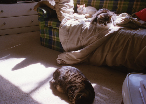 Cats in Sun IV
