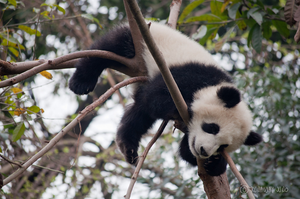 Cup_Panda_Sleeping_On_the_tree_Chengdu_Sichuan_China
