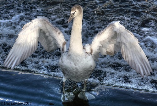 Almost There...(Cygnet and parent 2 of)