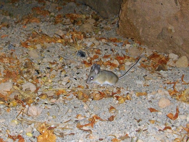pinyon mouse