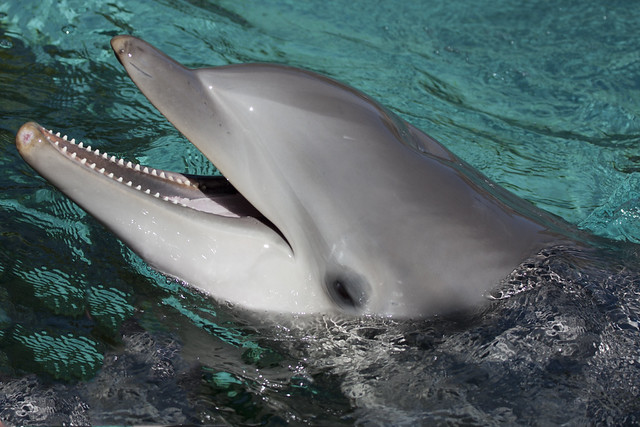 Cute Seaworld dolphin