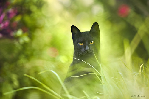 Black Cat by Ben Heine