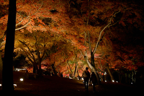 Nagatoro Autumn colored leaves light-up