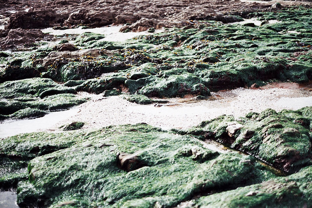falmouth seaweed rocks