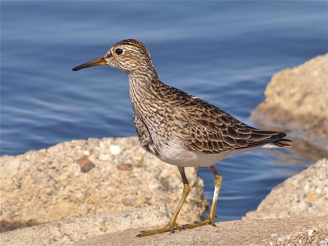 Pectoral Sandpiper at Gridley Wastewater Treatment Ponds 05
