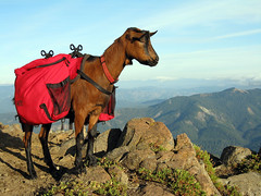 Richie - Goat Peak