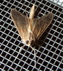 Moth (Cc)