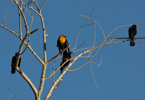 Yellow-headed Blackbird with Red-winged Blackbirds