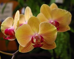 Saginaw Valley Orchid Society show 2011