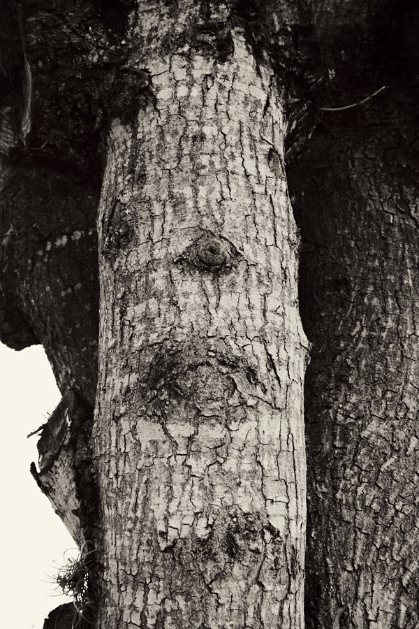 tree face 21