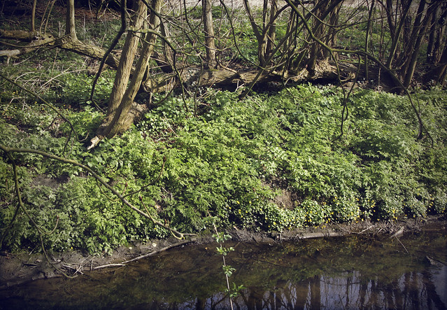 Hogsmill River near Malden Manor