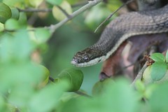 snake41 by fleegan.com