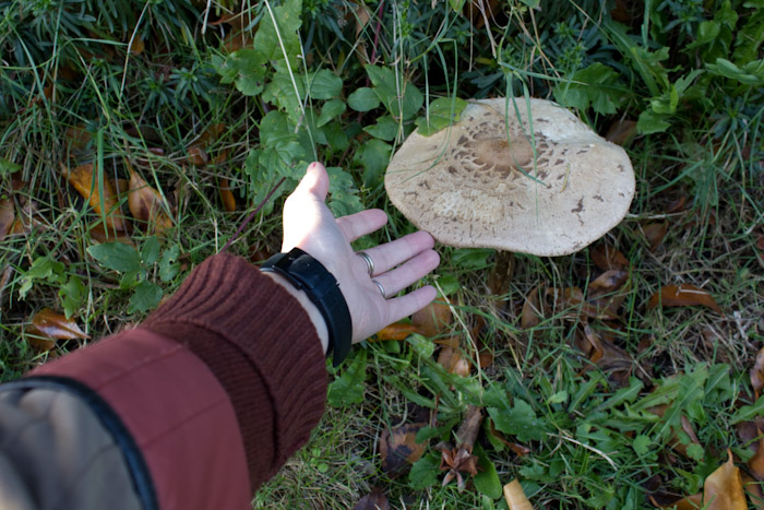 Large mushroom.