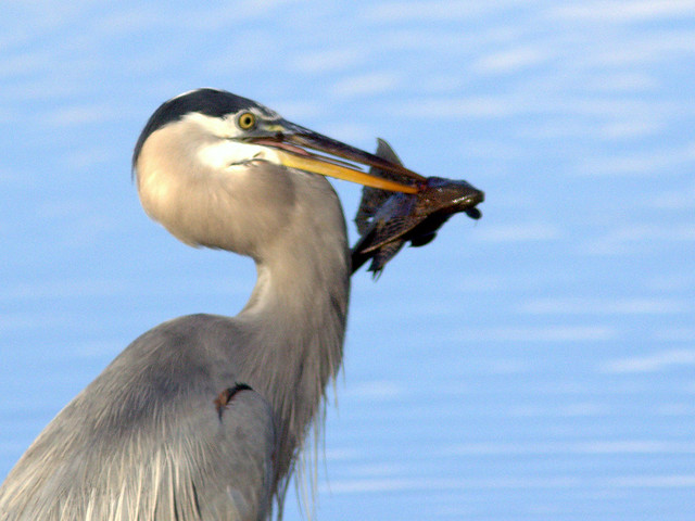 Great Blue Heron with Plecostomus 20111117