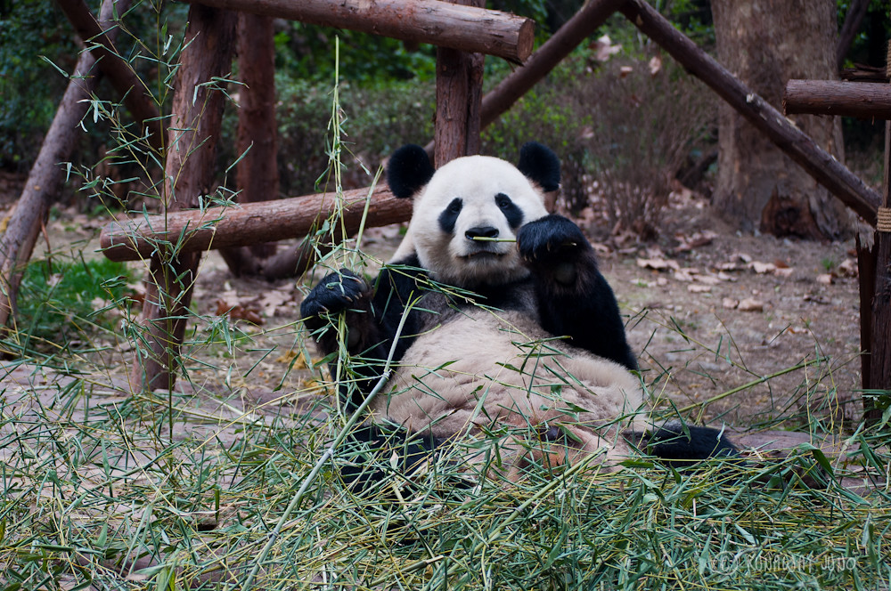Giant_Panda_eating_Chengdu_Sichuan_China4