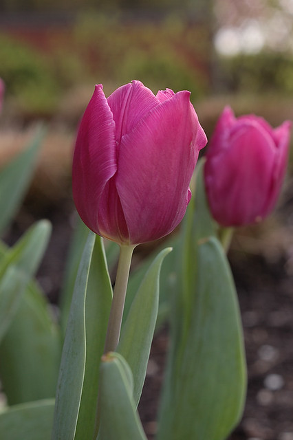 Purple tulips in shade