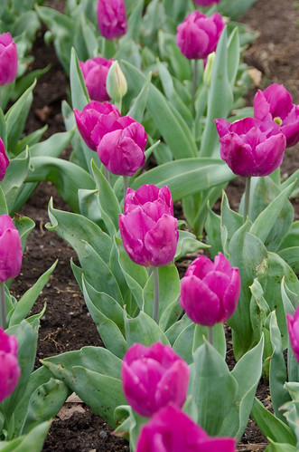 One group that was was the tulips They had a ton of different colors 