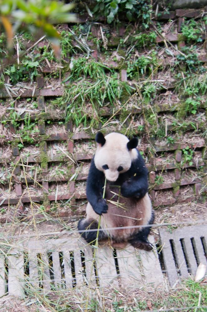 Mommy_Panda_Chengdu_Sichuan_China