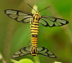 Butterflies and Moths (Lepidoptera)