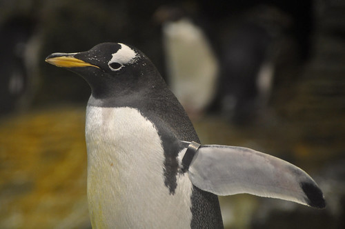 Gentoo Penguin by Truus & Zoo