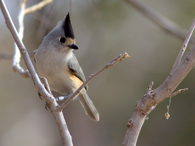Black-crested Titmouse with band 20111112