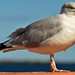 Herring Gull .-Larus Argentatus