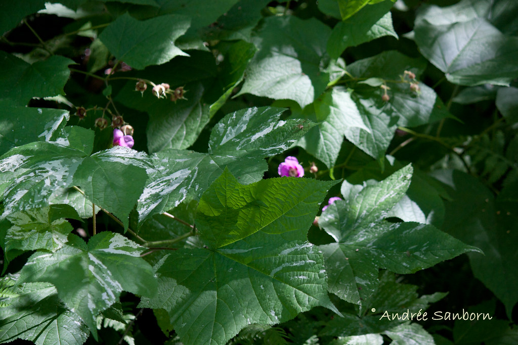 Flowering Raspberry (Rubus odoratus)-10.jpg