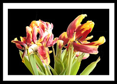 tulipes in sun black bg by Julie70